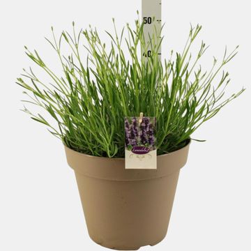 Lavandula x intermedia 'Grosso'