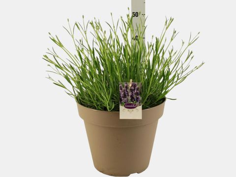 Lavandula x intermedia 'Grosso'