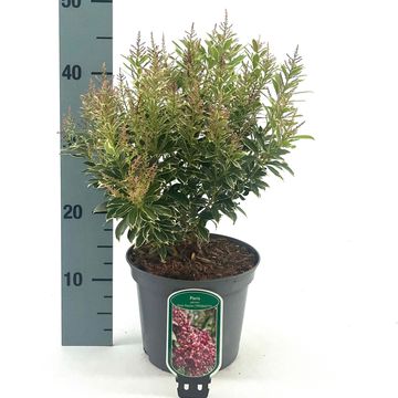 Pieris japonica POLAR PASSION