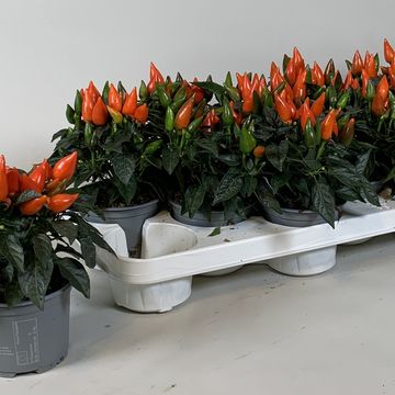 Capsicum annuum 'Salsa Dark Orange'