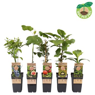 Plantas frutíferas MIX