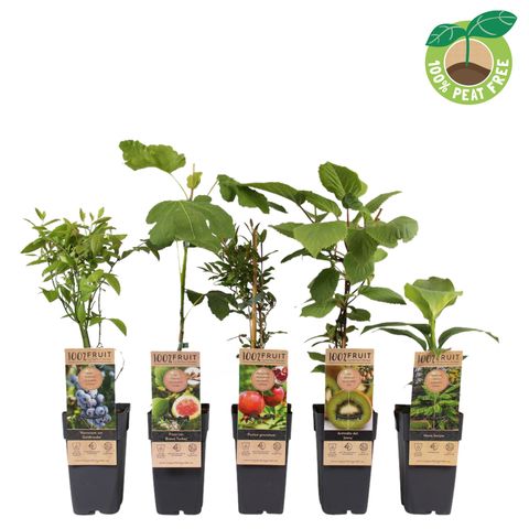 Plantas frutales MIX