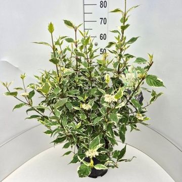 Cornus alba 'Sibirica Variegata'