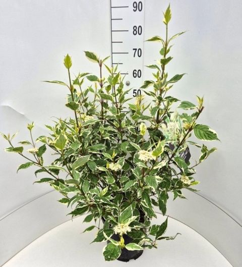 Cornus alba 'Sibirica Variegata'