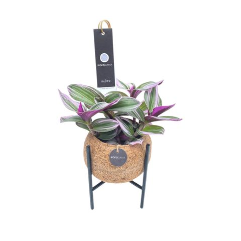 Tradescantia albiflora 'Nanouk'