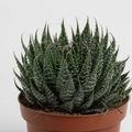 Aloe aristata