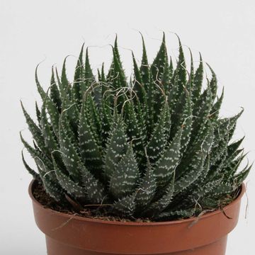Aloe aristata