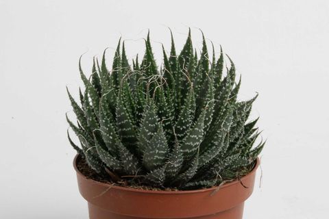 Aloe aristata