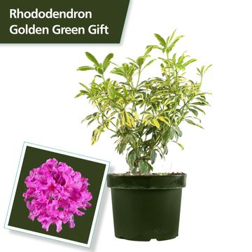 Rhododendron 'Golden Green Gift'  Plant Wholesale FlorAccess
