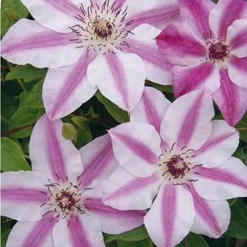 Clematis 'Souvenir du Capitaine Thuilleaux' (EL)