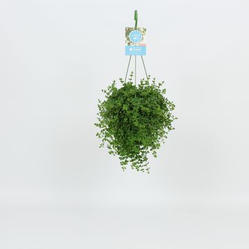 Peperomia 'Изабель'