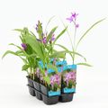 Bletilla striata
