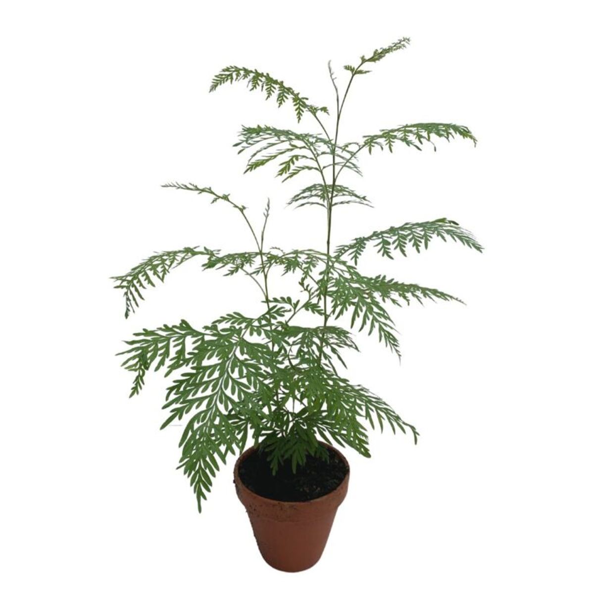 Grevillea robusta  Pflanzengrohandel FlorAccess