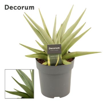 Sansevieria 'Chanin Crown'