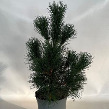 Pinus peuce