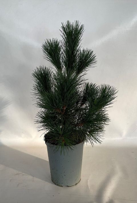 Pinus peuce