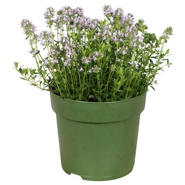 Satureja montana 'Bolero'
