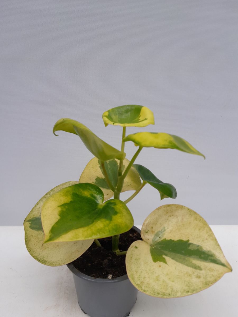 Peperomia polybotrya 'Raindrop Variegata'  Plant Wholesale FlorAccess