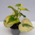 Peperomia polybotrya 'Raindrop Variegata'