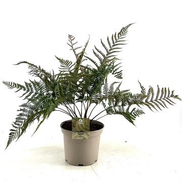 Dryopteris erythrosora prolifica