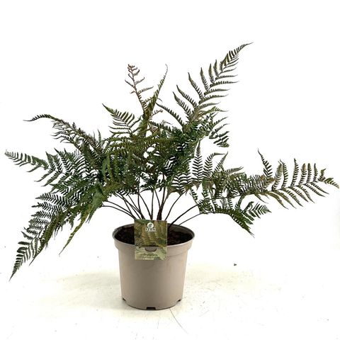 Dryopteris erythrosora prolifica