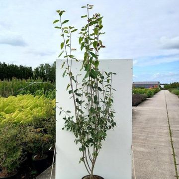 Amelanchier laevis 'Snowflakes'