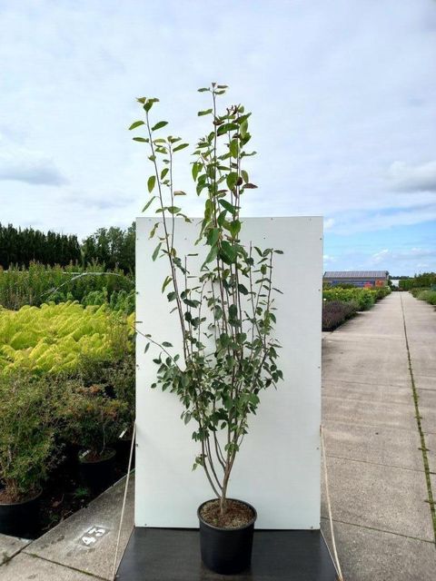 Amelanchier laevis 'Snowflakes'