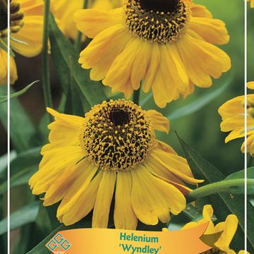 Helenium 'Wyndley'