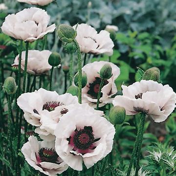 Papaver orientale 'Royal Wedding'