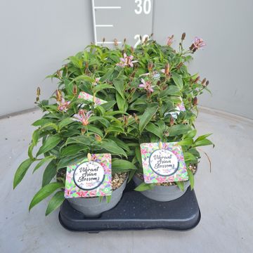 Tricyrtis 'Sinonome'