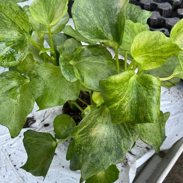 Peperomia polybotrya 'Helene'