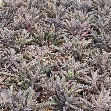 Kalanchoe daigremontiana