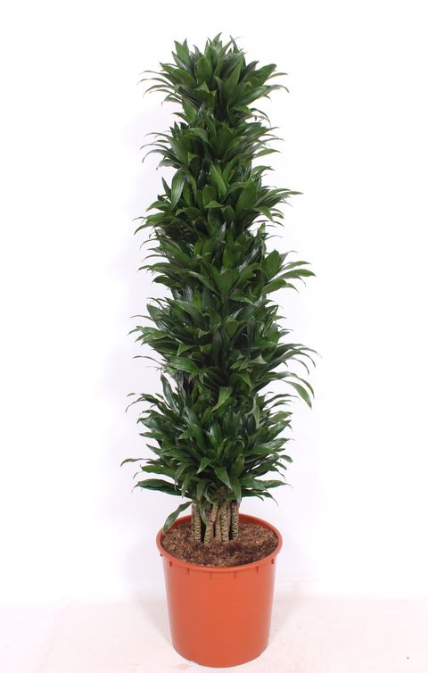 Dracaena fragrans 'Compacta'