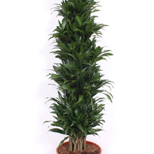 Dracaena fragrans 'Compacta'