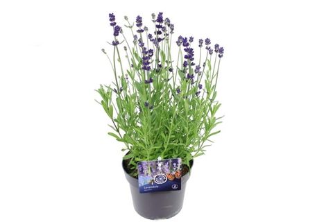 Lavandula angustifolia BLUE SCENT