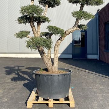 Olea europaea sylvestris