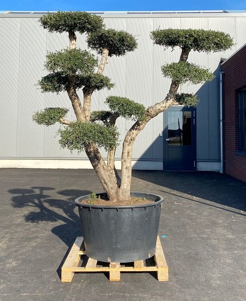 Olea europaea sylvestris