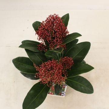 Skimmia japonica 'Rubella'