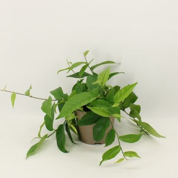 Ficus sagittata