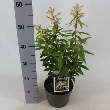 Pieris 'Brouwer's Beauty'