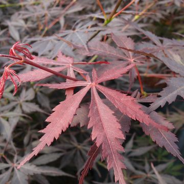 Acer palmatum 'Sumi-nagashi'