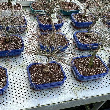 Acer palmatum 'Kiyohime'