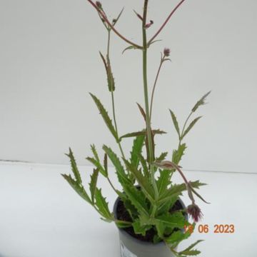 Verbena rigida