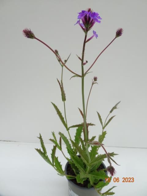 Verbena rigida