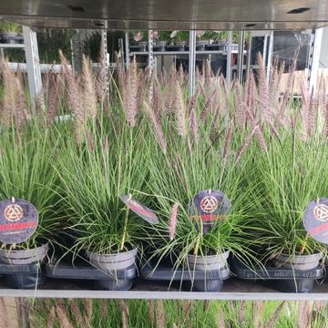 Pennisetum hohenackeri 'Winterbreeze'
