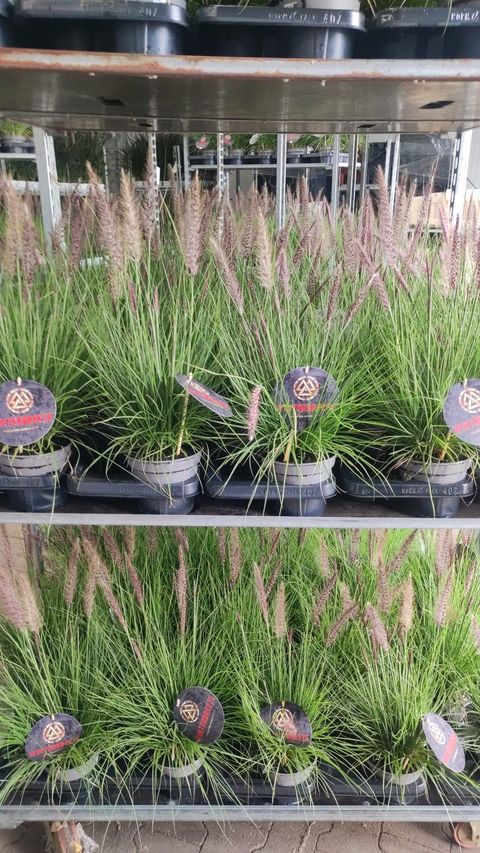 Pennisetum hohenackeri 'Winterbreeze'