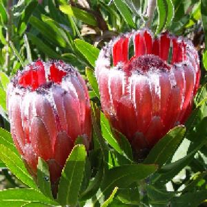 Protea 'Tasman Ruby' (Flora Toscana)