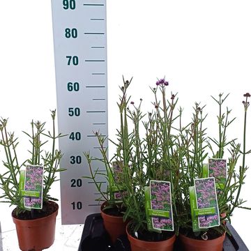 Verbena bonariensis 'Royal Dreams'