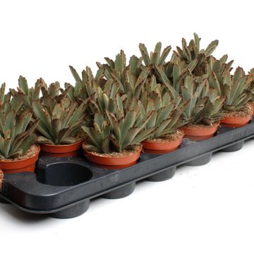 Kalanchoe tomentosa 'Aida'