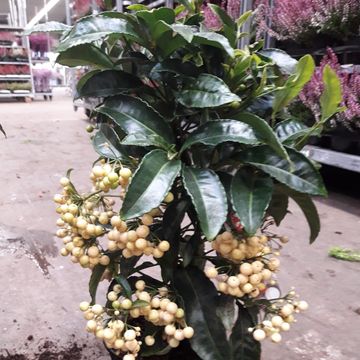 Ardisia crenata